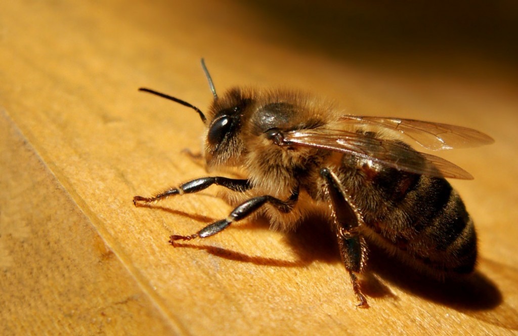 Lire la suite à propos de l’article Les Abeilles noires (Apis mellifera mellifera)