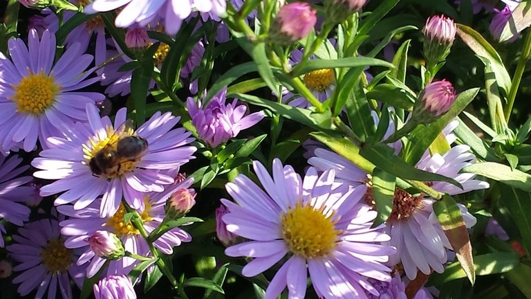 pollen
