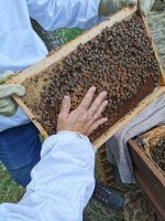 vibrer-avec-les-abeilles-juin_259